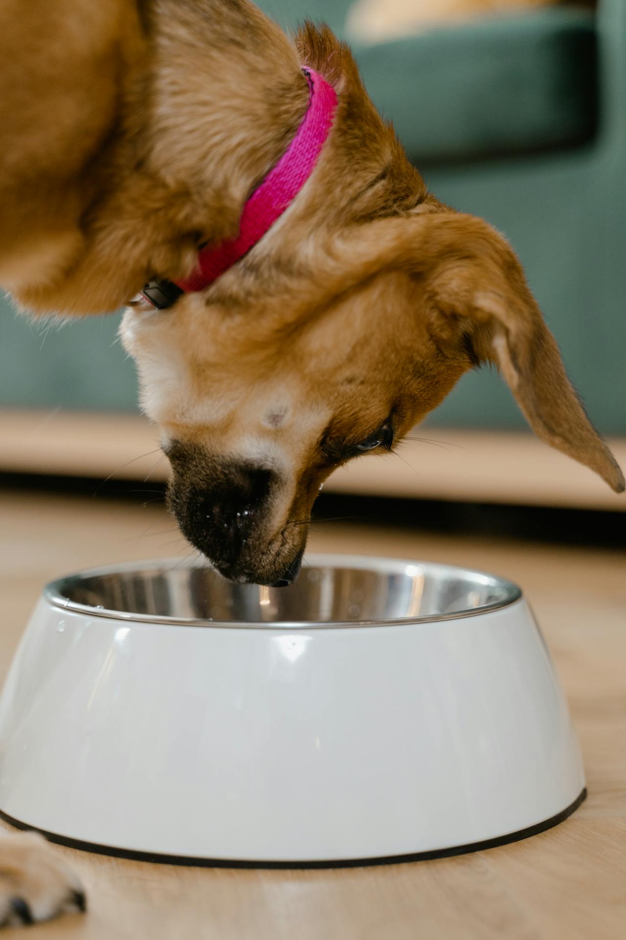 Feeding Accessories